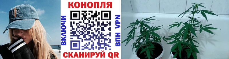 Бошки Шишки сатива Куровское